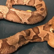 Ilustración para el artículo titulado Encuentra una serpiente de dos cabezas en su jardín, un hallazgo extremadamente raro según los expertos